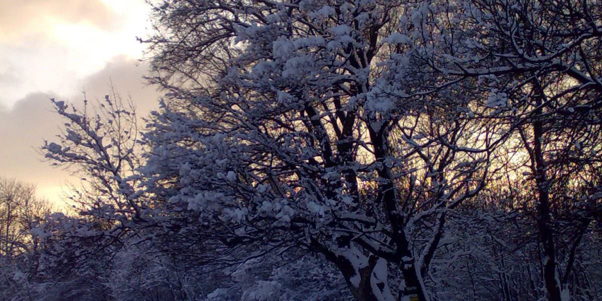 Waldwiese im Schnee mit Bäumen, deren schneebedeckte schwarze Äste sich vor dem Winterhimmel abheben 