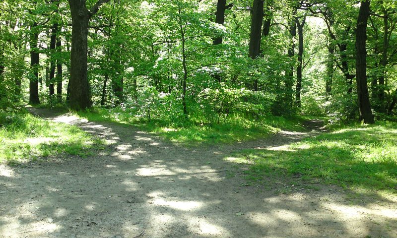 Wegkreuzung im Wald mit mehreren abgehenden Wegen 