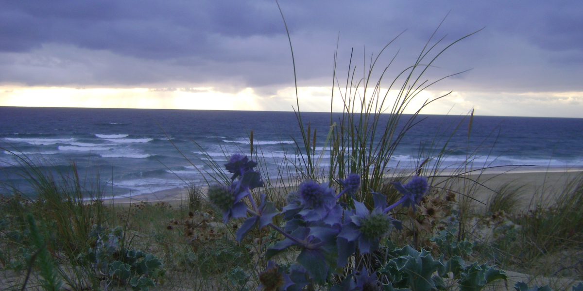 blau blühende Distel auf Düne mit Blick auf das Meer 