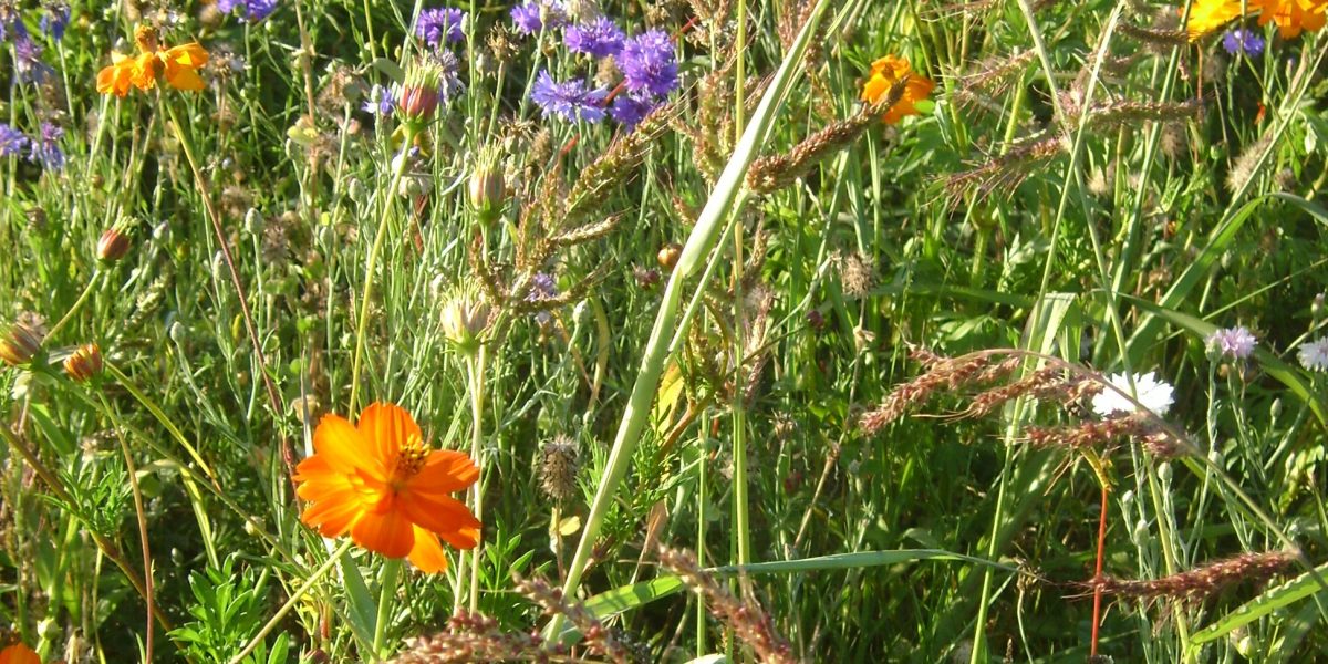 Sommer-Blumenwiese mit leuchtenden Blütenköpfen und langen Gräsern 