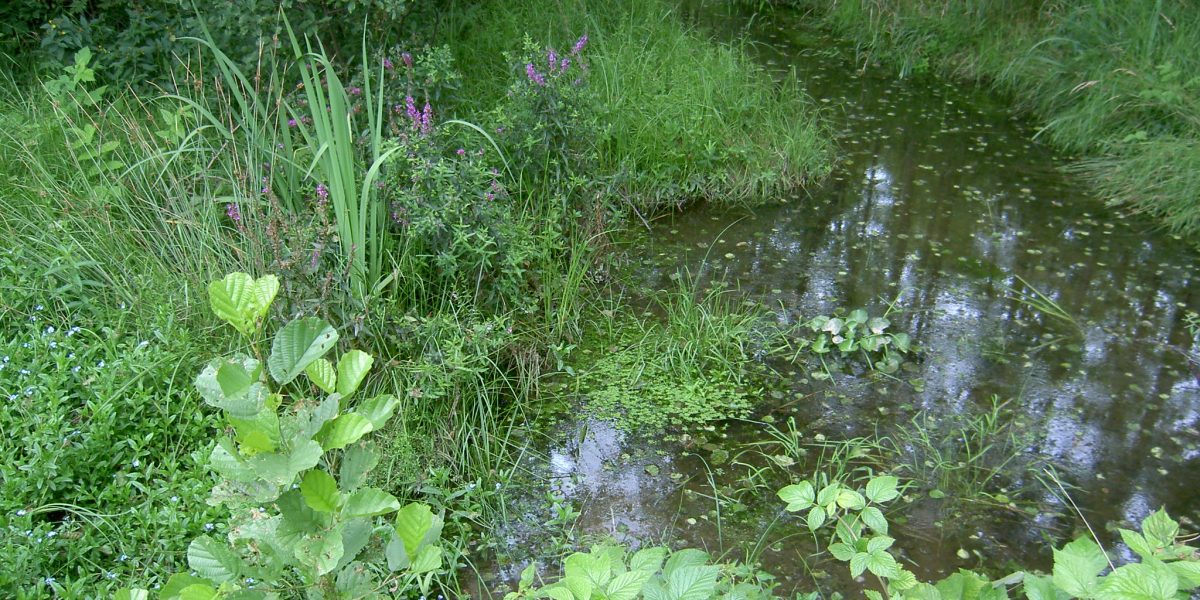 Tümpel mit blühenden Pflanzen bei sanftem Regen 