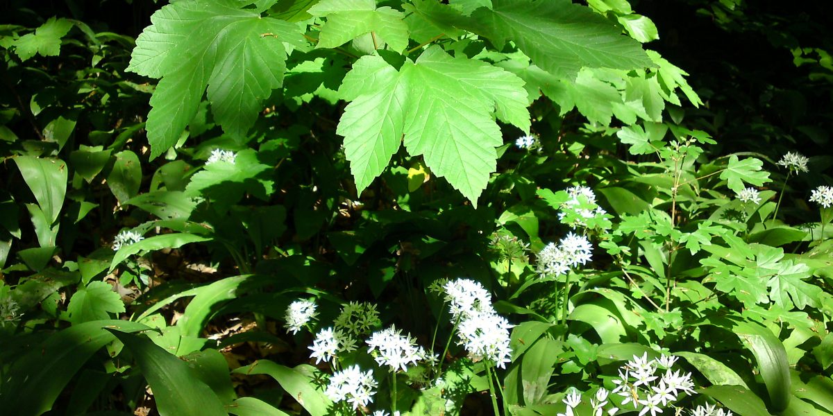 grüne Bodenpflanzen im Wald mit weißen sternförmigen Blüten 